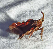 Clydonopteron resmi