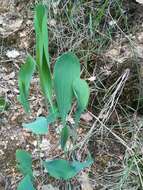 Bupleurum rigidum L. resmi