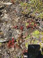 Imagem de Rhododendron camtschaticum subsp. glandulosum (Standl.) B. Boivin