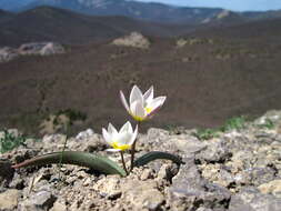 Image of Tulipa biflora Pall.