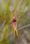 Image of Stumpy spider orchid