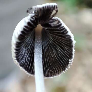 Imagem de Coprinopsis semitalis (P. D. Orton) Redhead, Vilgalys & Moncalvo 2001