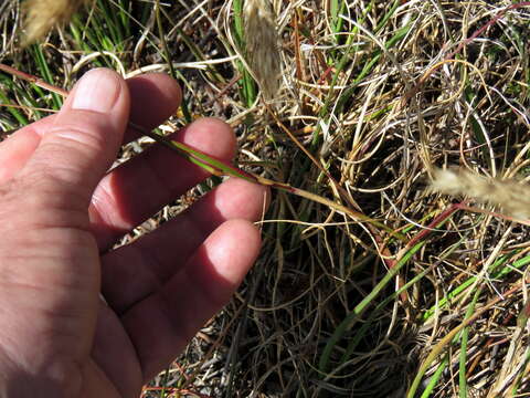 Imagem de Pentameris curvifolia (Schrad.) Nees