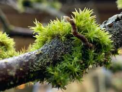 Image of orthotrichum moss