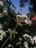 Image of Ageratina pichinchensis (Kunth) R. King & H. Rob.