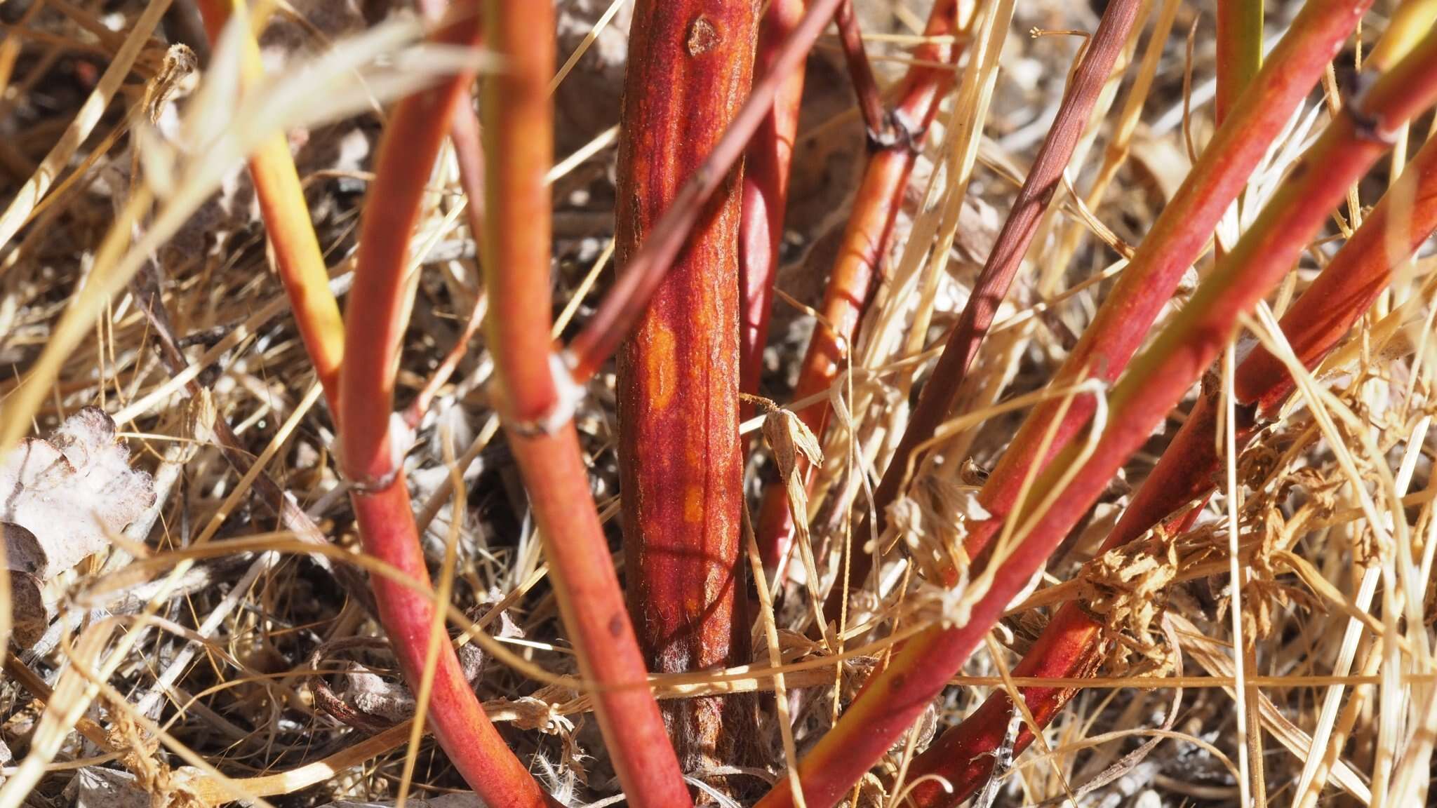 Image of slender woolly buckwheat