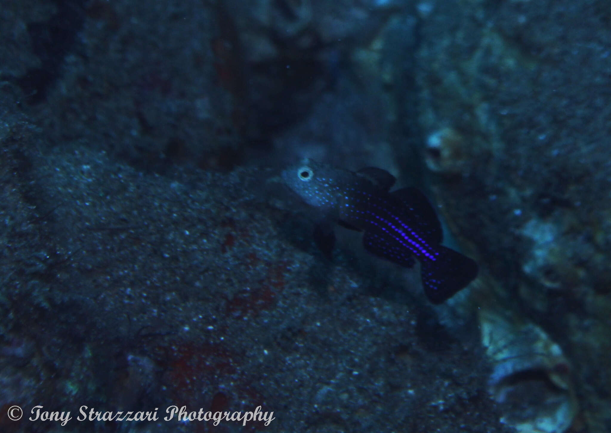 Image of Blue-speckled rubble goby