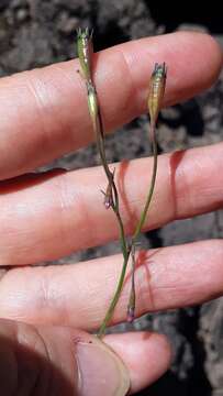 Image of Wahlenbergia lobelioides (L. fil.) Link