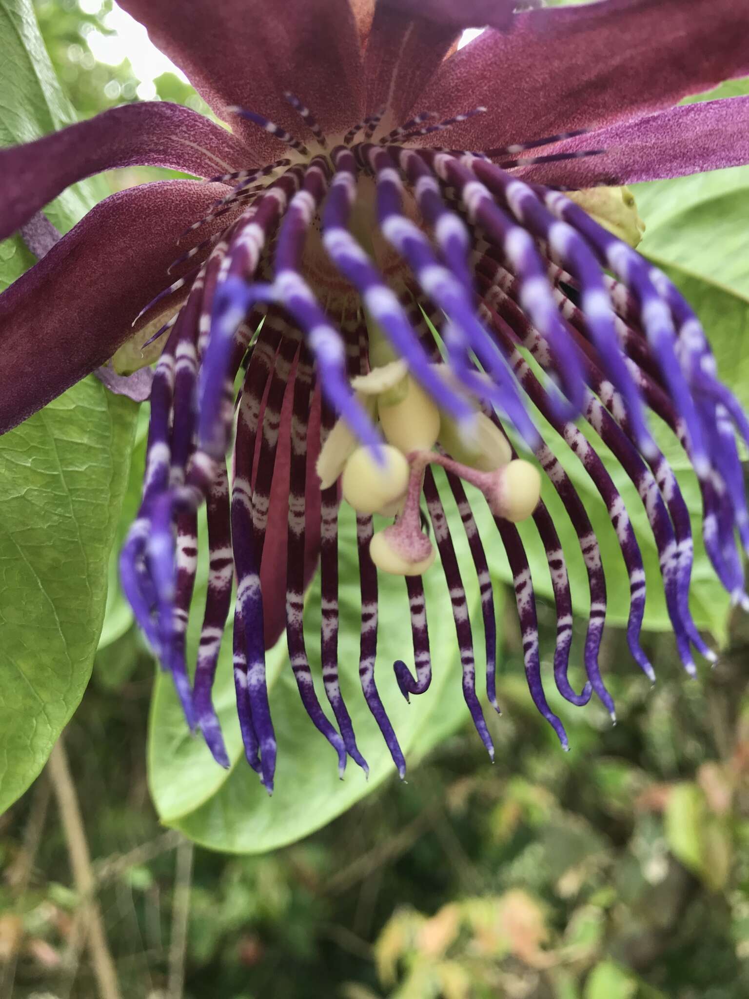 Passiflora ambigua Hemsl. ex Hook. fil. resmi