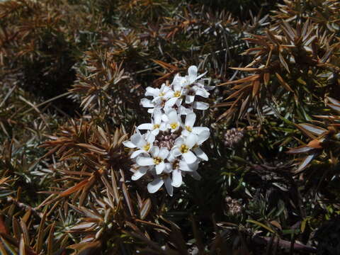 Plancia ëd Iberis saxatilis L.