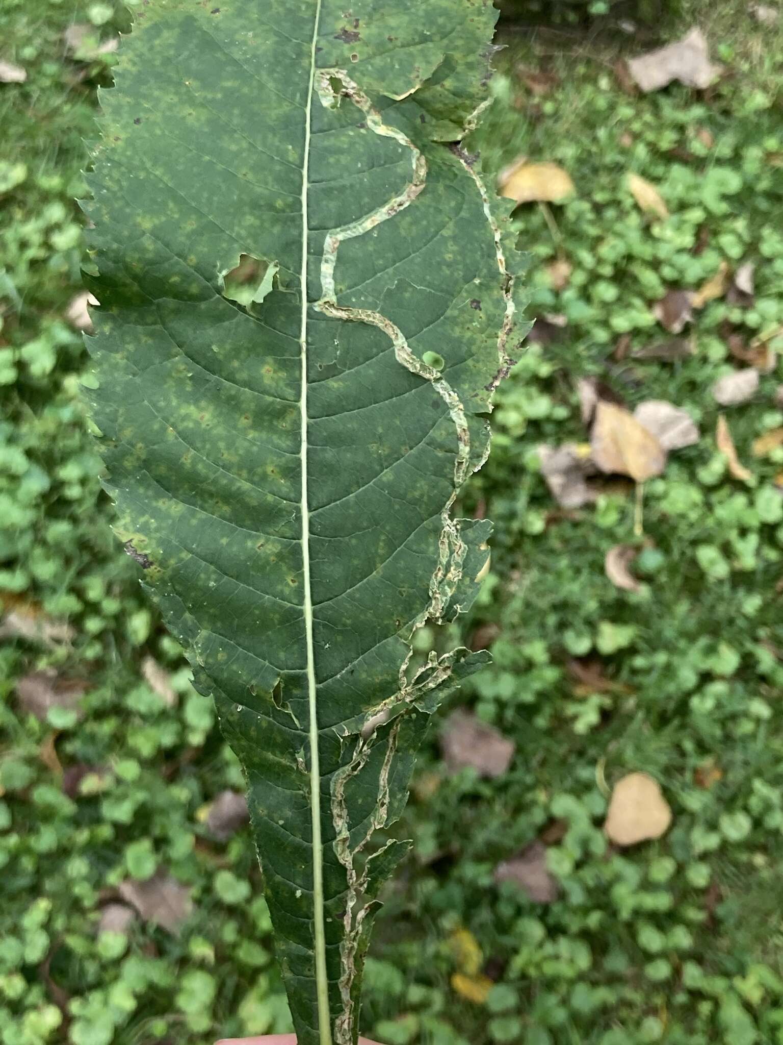 Image of Liriomyza eupatoriella Spencer 1986