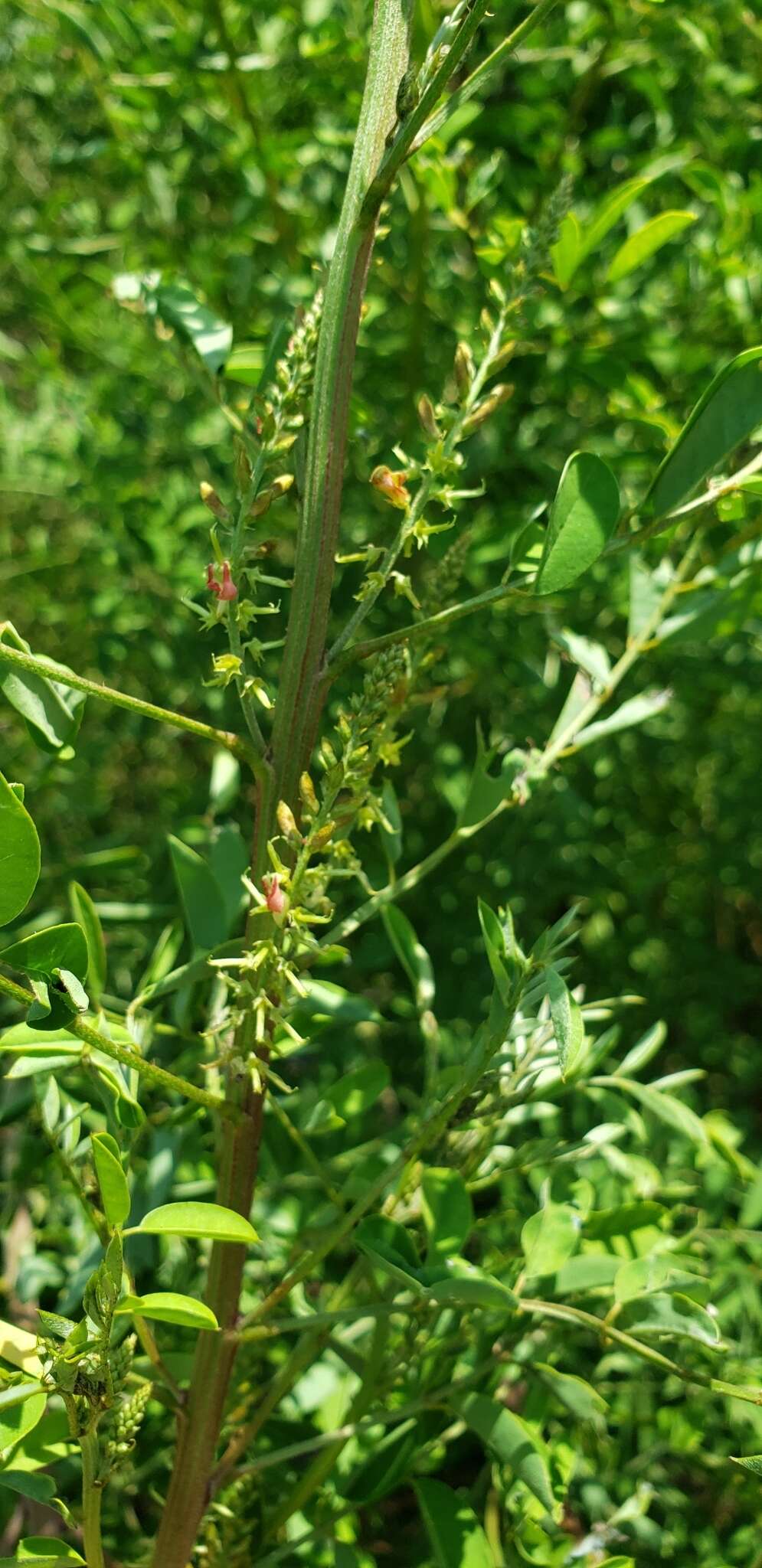 Imagem de Indigofera suffruticosa Mill.