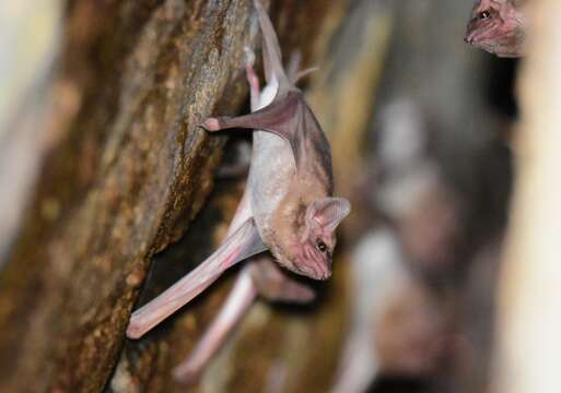 Image of African Taphozous