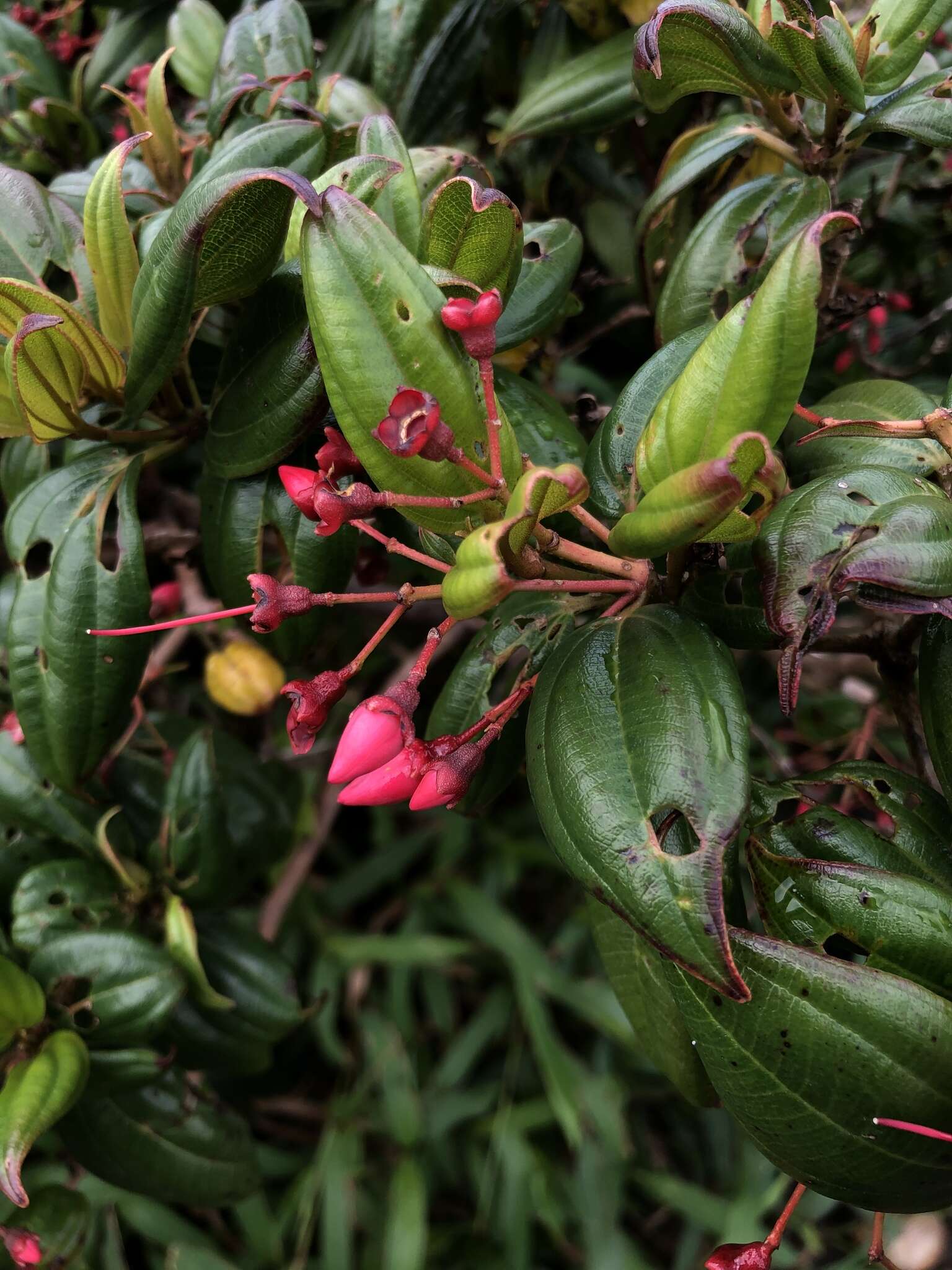 Charianthus coccineus (A. Rich.) D. Don的圖片