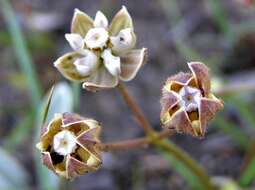 Image of Hooded meadow-star