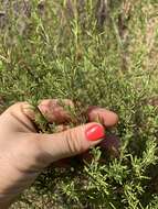 Image of Apalachicola false rosemary