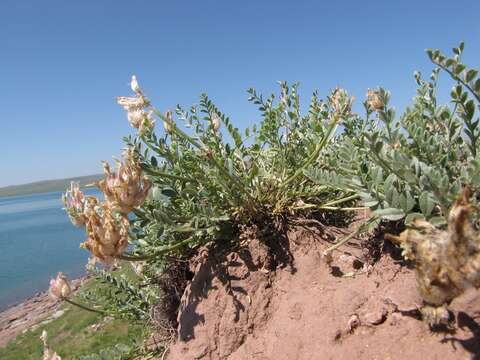 Imagem de Astragalus arkalycensis Bunge