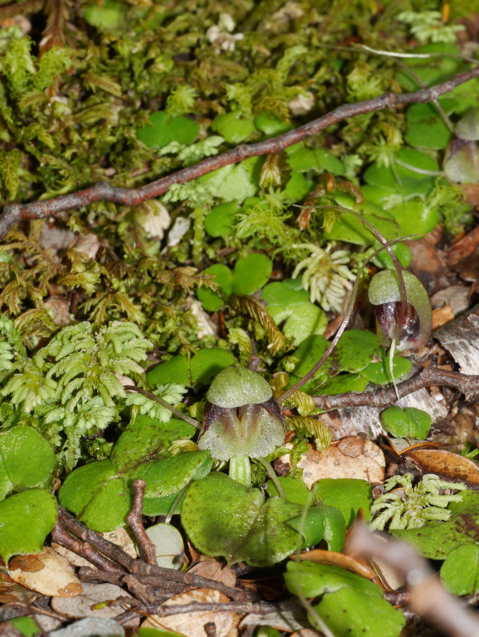 Image of Corybas vitreus Lehnebach