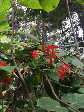 Image of Salvia gesneriiflora Lindl. & Paxton