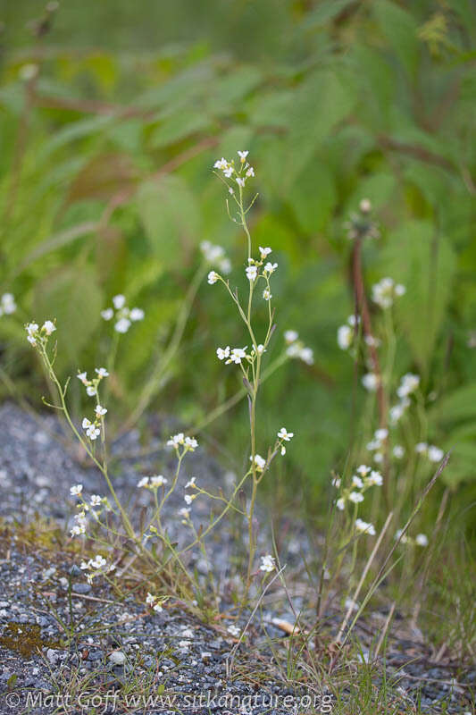 Image of Kamchatka rockcress