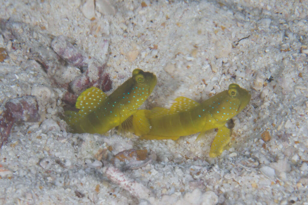 Image of Yellow prawn-goby