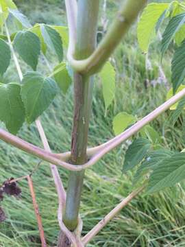 Image of Tree dahlia