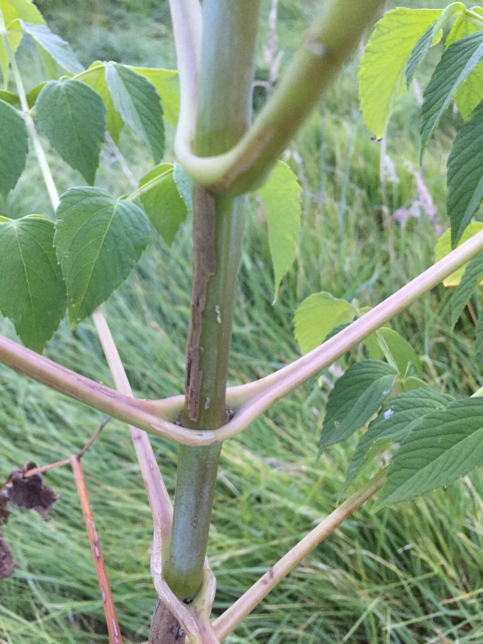 Image of Tree dahlia