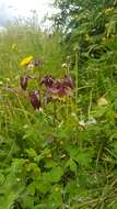 Plancia ëd Aquilegia oxysepala Trautv. & C. A. Mey.