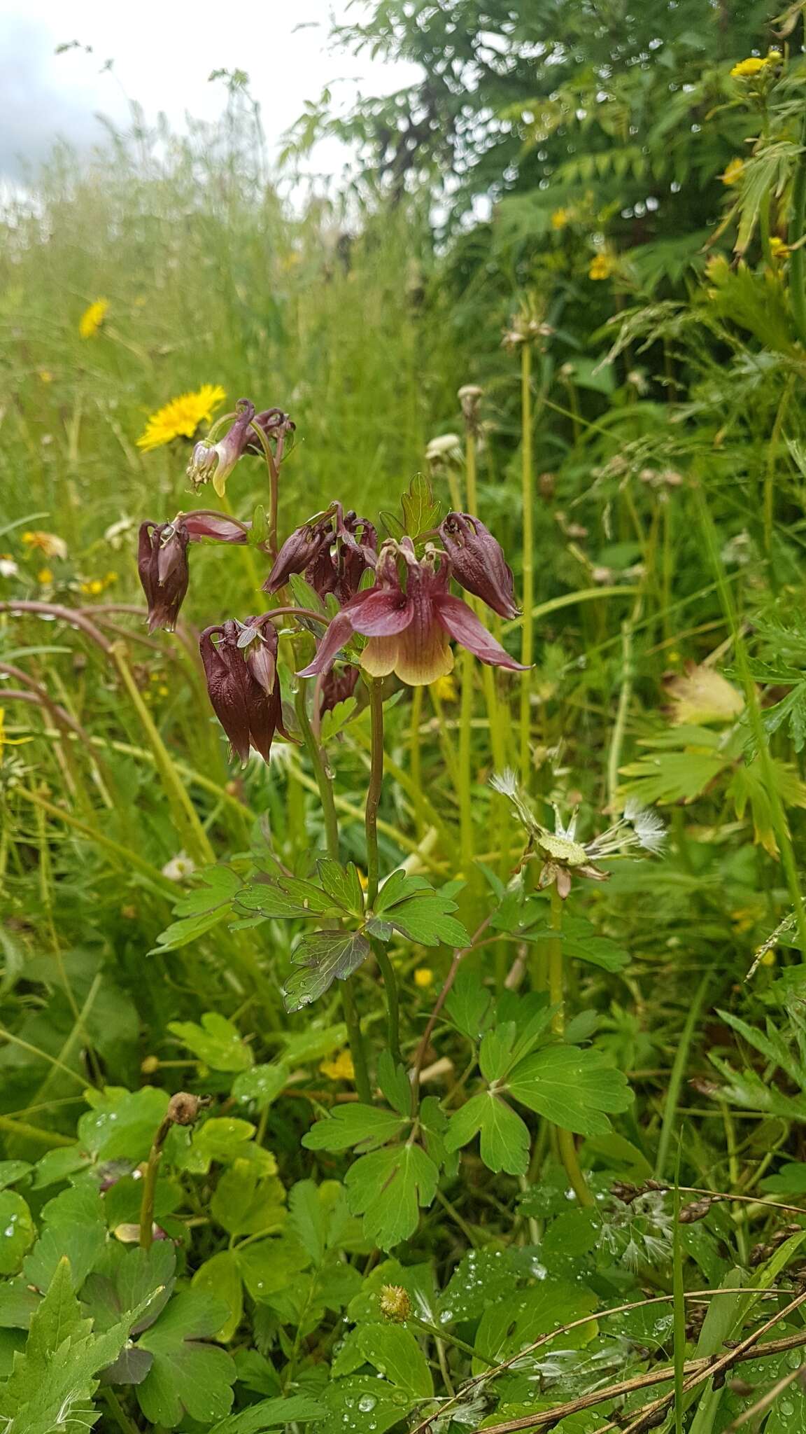 Plancia ëd Aquilegia oxysepala Trautv. & C. A. Mey.