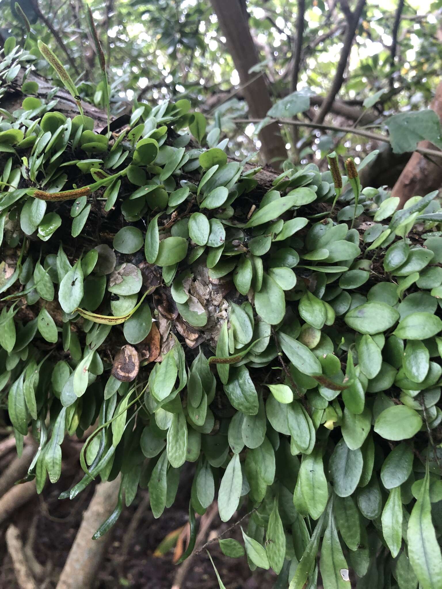 Image of Lemmaphyllum microphyllum C. Presl