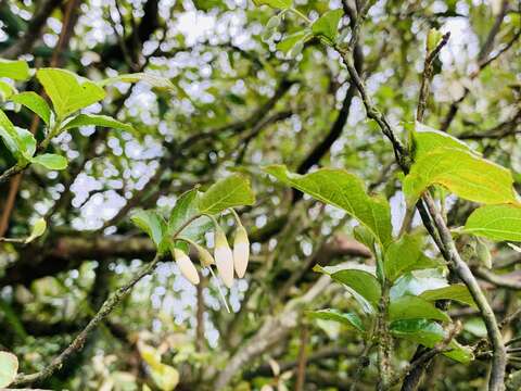 Image of Styrax formosanus Matsum.