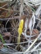 Image of Vreeland's coralroot