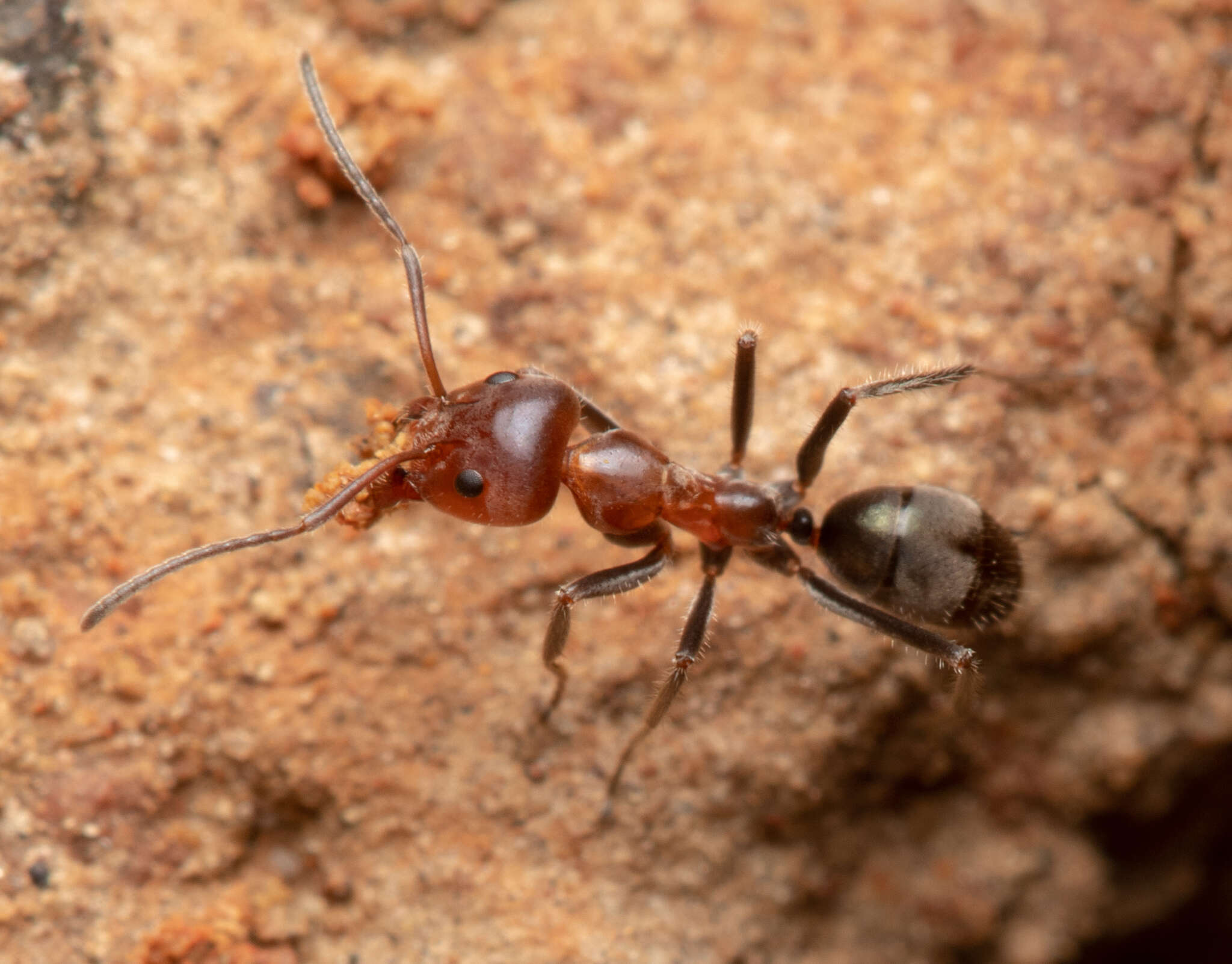 Plancia ëd Iridomyrmex discors Forel 1902