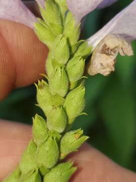 Physostegia correllii (Lundell) Shinners的圖片