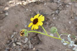 Sivun Encelia palmeri Vasey & N. E. Rose kuva