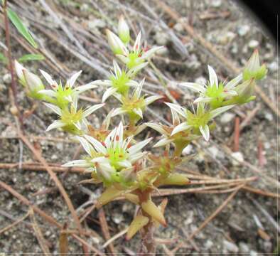 Слика од Sedum radiatum S. Wats.