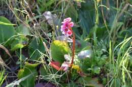 Image of Siberian-tea