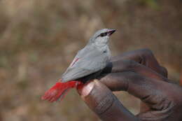 Image of Lavender Waxbill