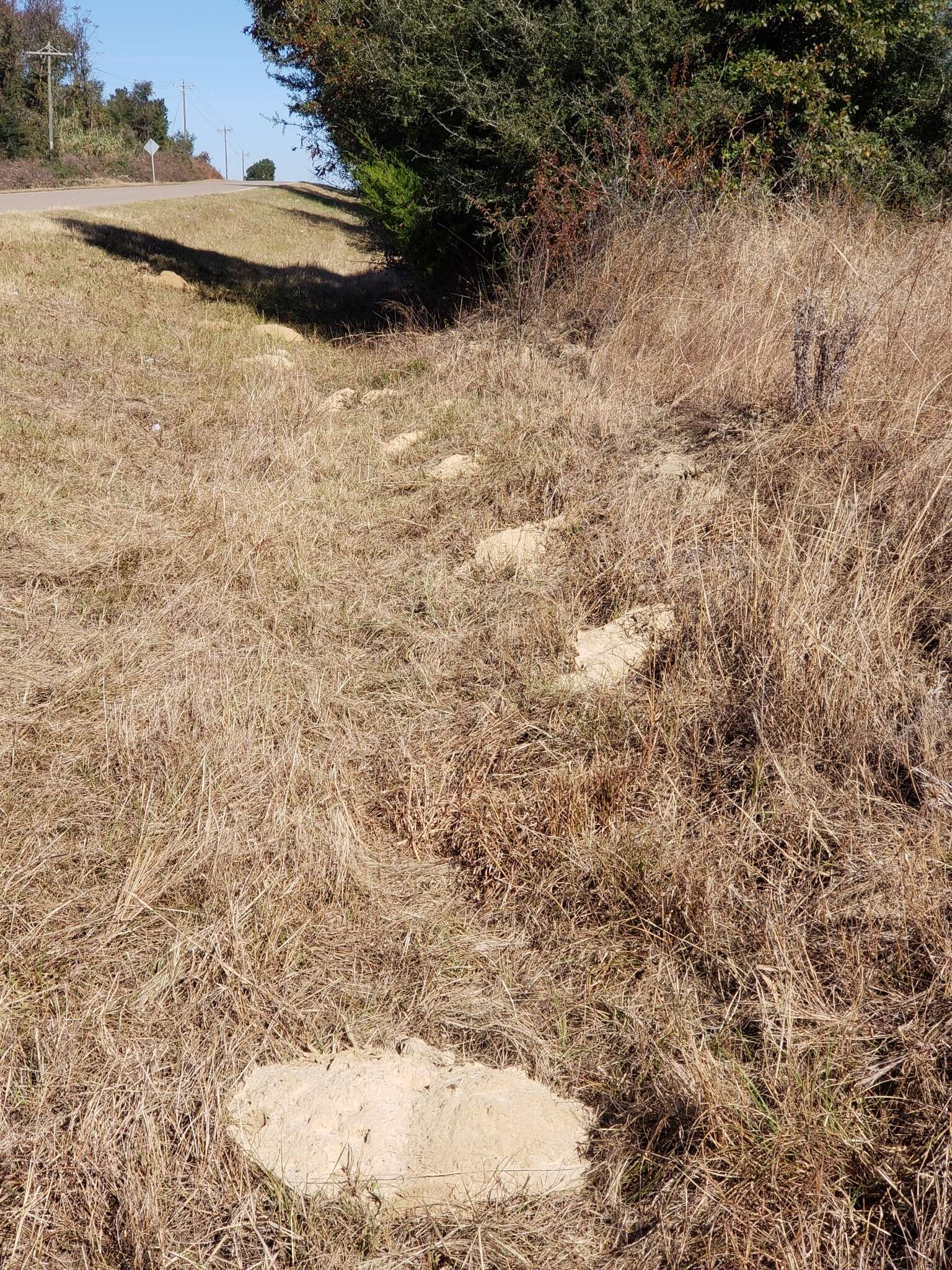 Image of southeastern pocket gopher