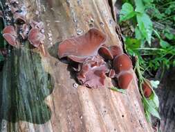 Image of Auricularia americana Parmasto & I. Parmasto ex Audet, Boulet & Sirard 2003