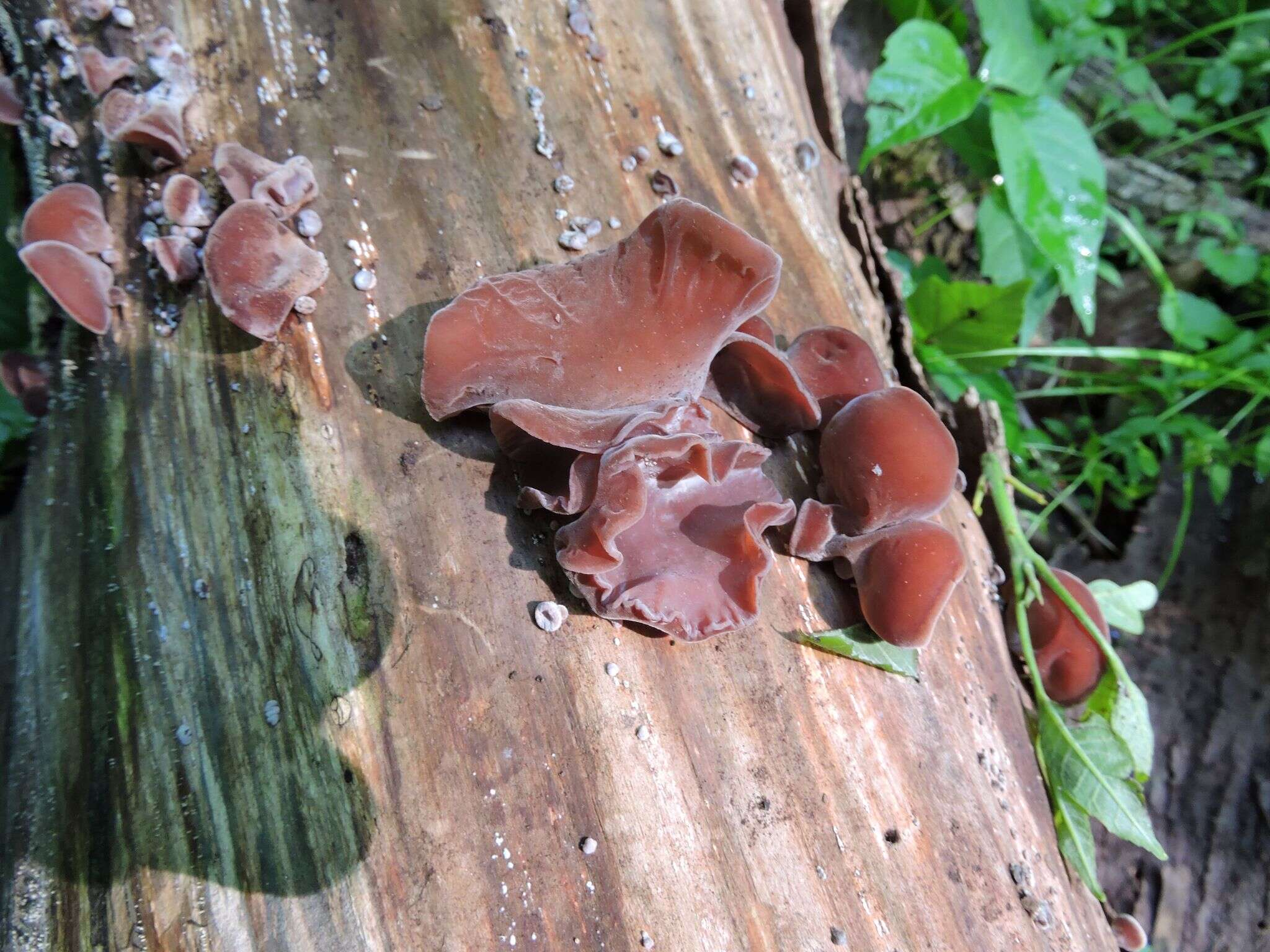 Image of Auricularia americana Parmasto & I. Parmasto ex Audet, Boulet & Sirard 2003