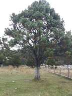 Imagem de Pinus arizonica var. cooperi (C. E. Blanco) Farjon