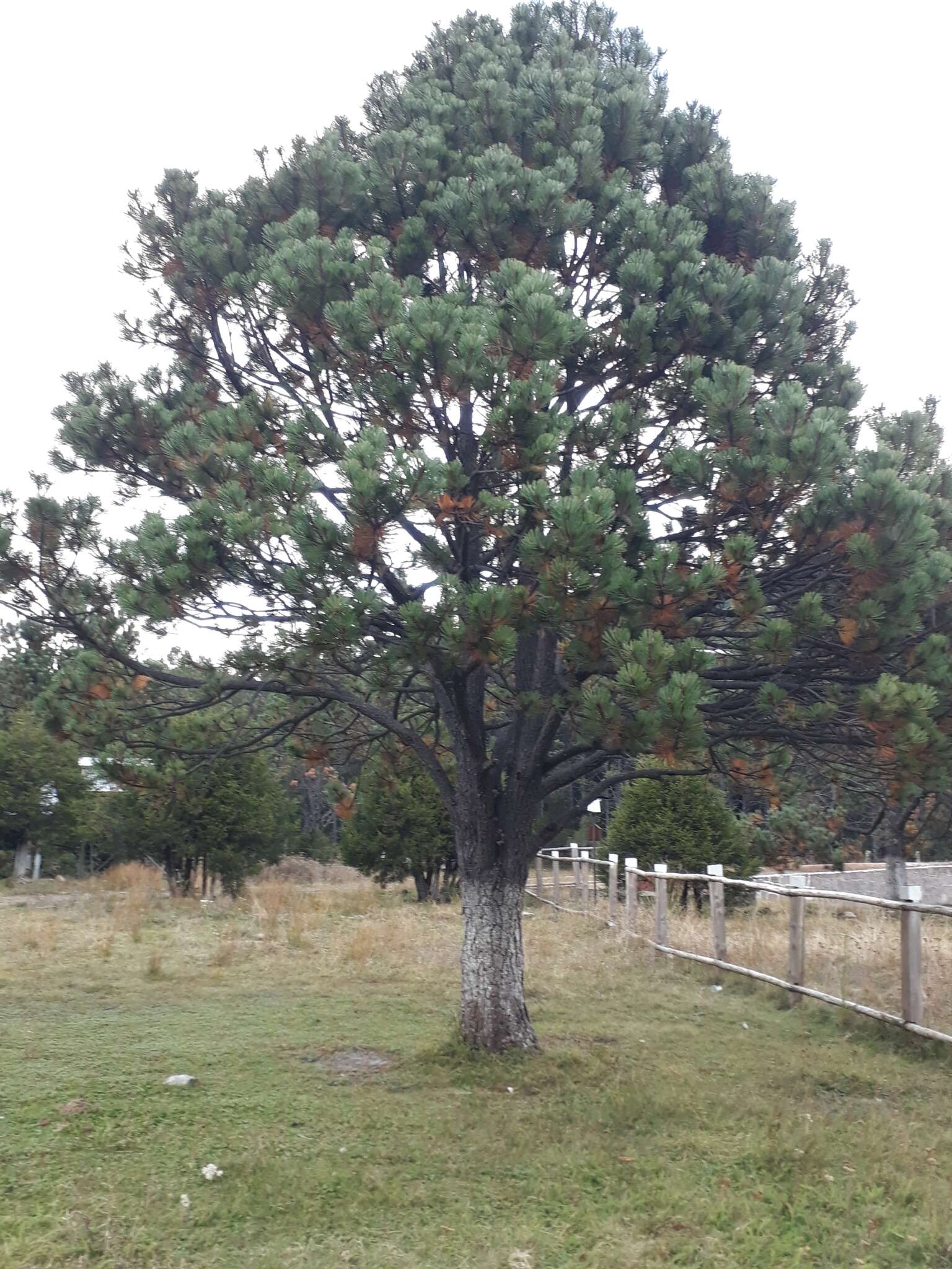 Image of Cooper's pine