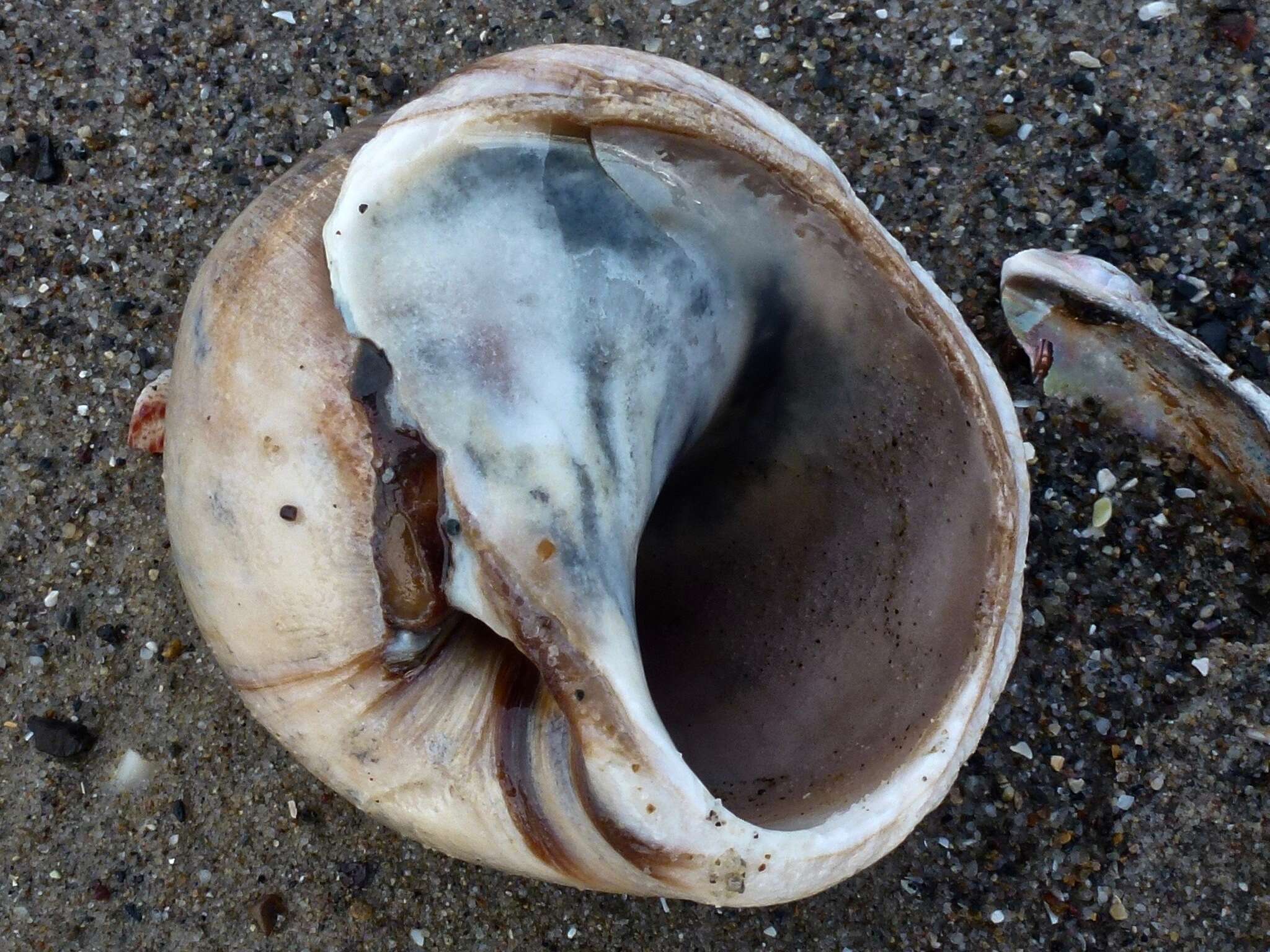 Image of Lewis' moonsnail