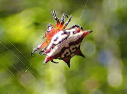 Image of Gasteracantha sanguinolenta C. L. Koch 1844