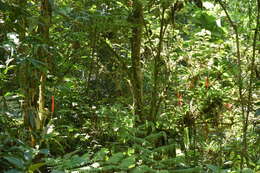 Image of Bromeliad