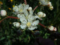 Imagem de Filipendula vulgaris Moench