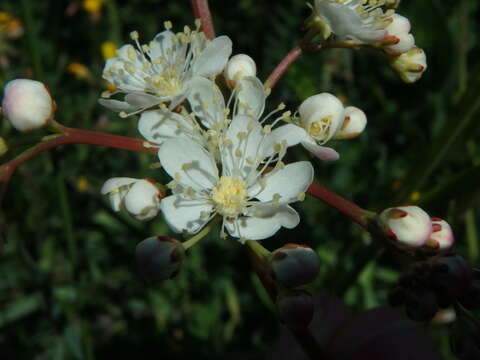 Image of dropwort