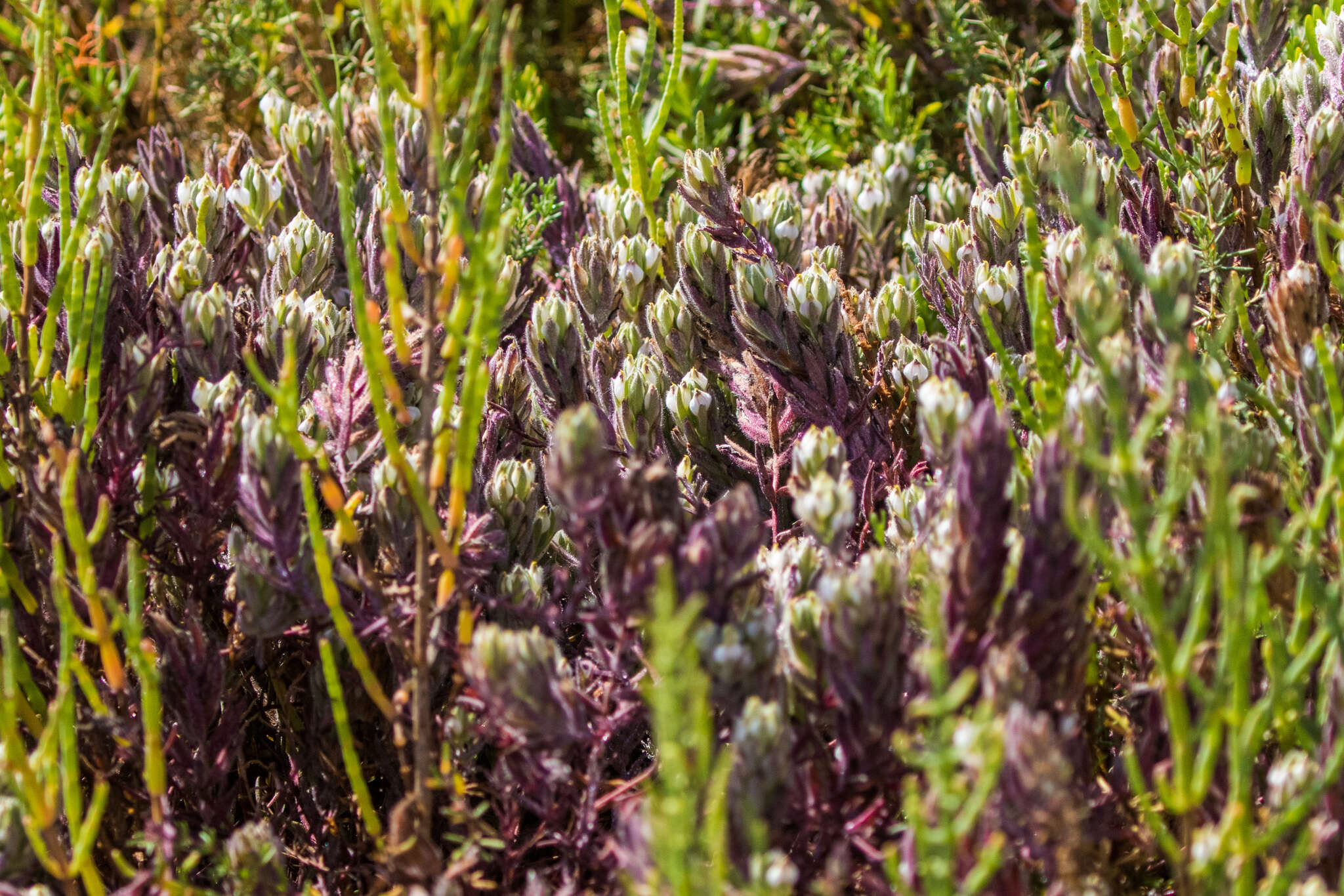 Image of Saltmarsh Salt-Bird's-Beak