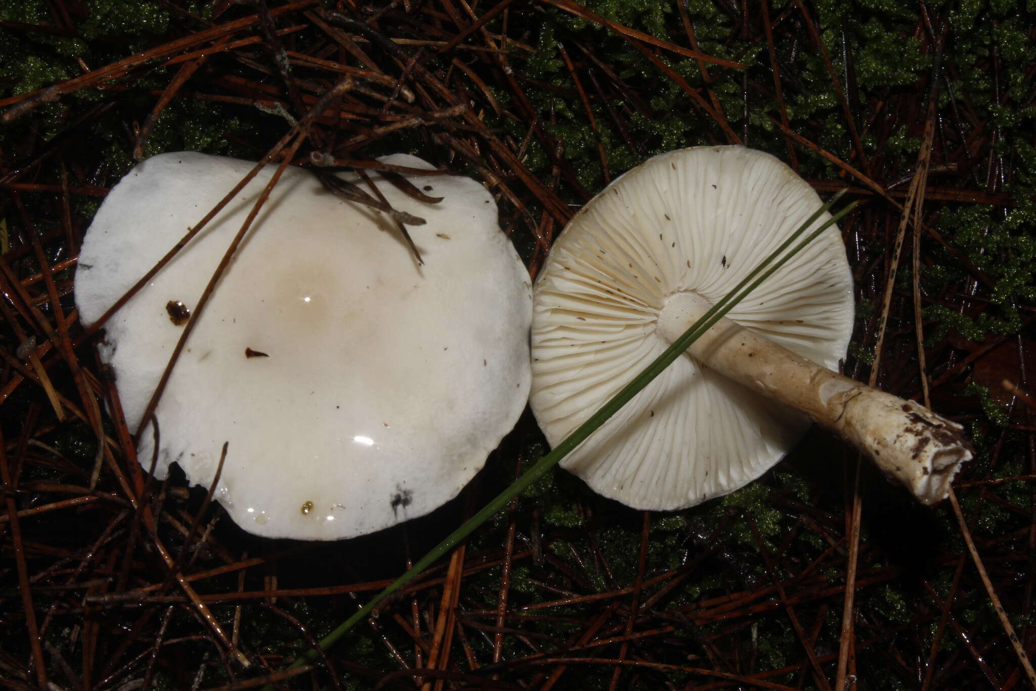 Image of Zhuliangomyces illinitus